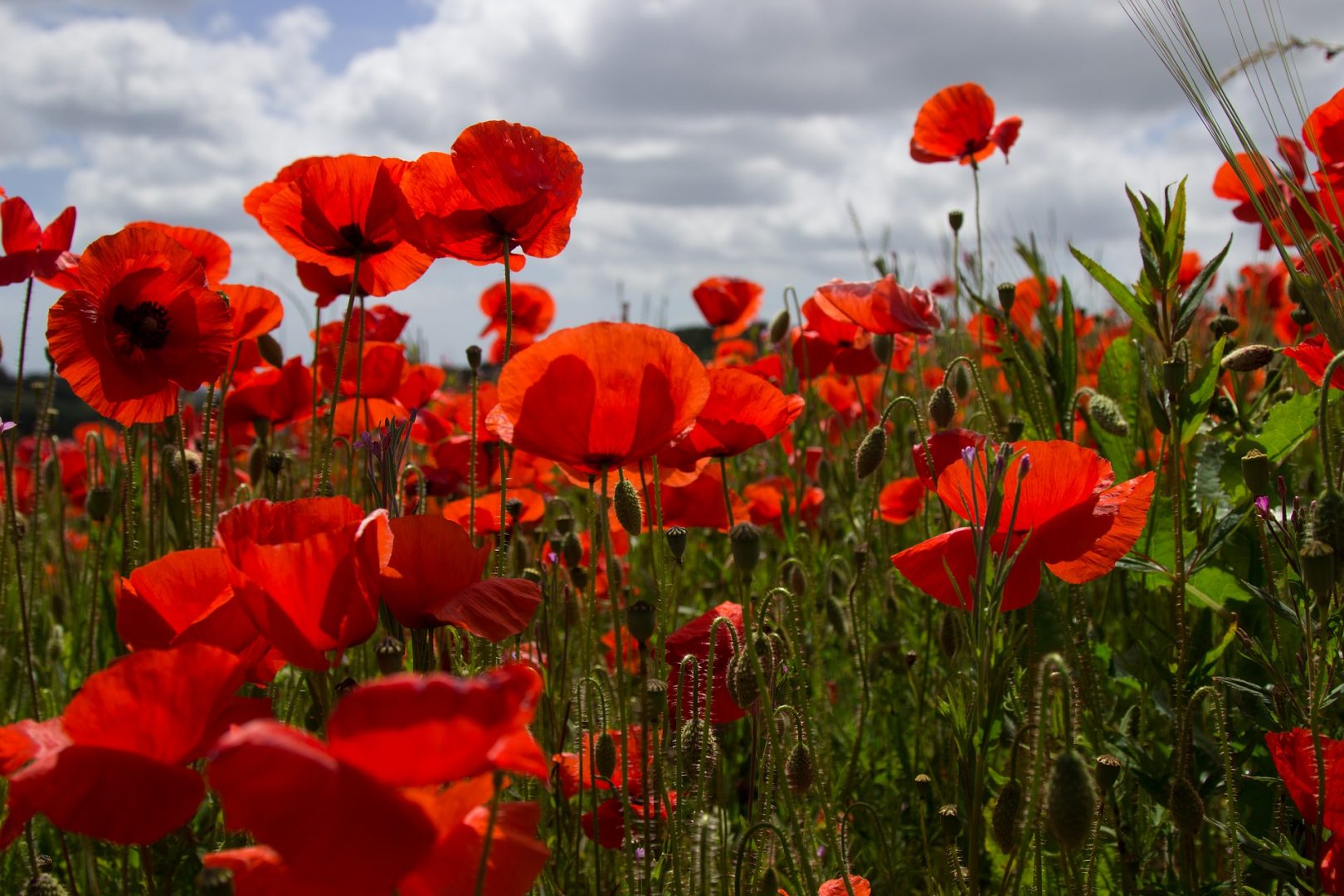 armistice day